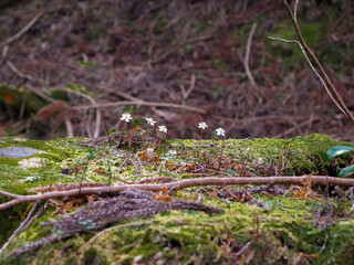 White flower in the forest