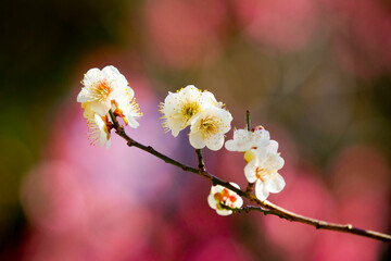 Japanese plum blossoms in early spring. High quality photo