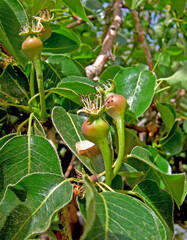 new pears on tree