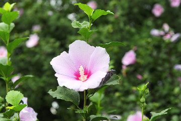 무궁화는 한국의 국화