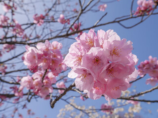 pink cherry blossom