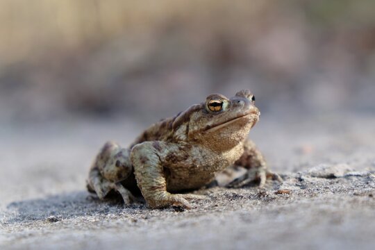 Gray toad (Bufo bufo) on a forest road during the mating season in spring