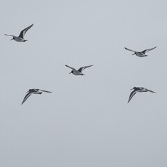 birds in flight