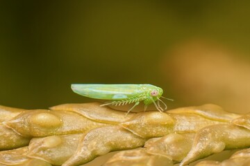 insect Empoasca vitis pidikřísek on a leaf