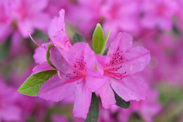 Obraz premium 화사함으로 다가오는 철쭉꽃