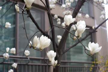 하얀 목련은 봄을 잘 표현한다