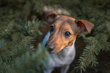 Portrait of jack russell terrier in the forest in the spruce branches close-up.