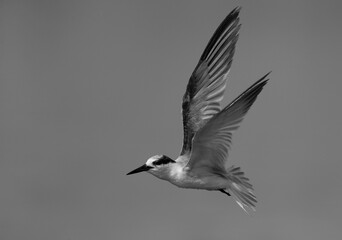 Little Tern in flight at Asker marsh, Bahrain