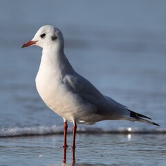seagull on the beach