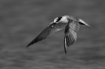 Little Tern with a fish after a dive at Asker marsh, Bahrain