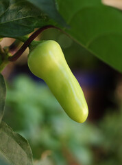 Green chili pepper growing close-up