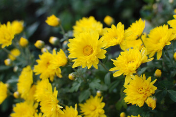 국화는 가을의 대표적인 꽃이다