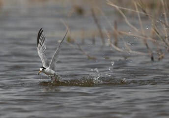 Little Tern emerging out from water after a dive at Asker marsh, Bahrain