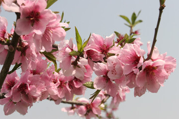 복숭아꽃은 분홍빛