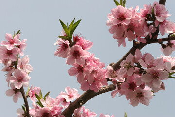 복숭아꽃은 분홍빛