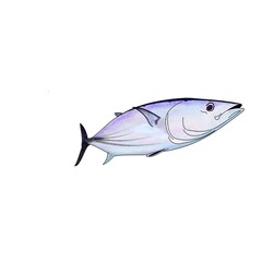 Skip Jack Tuna in Color