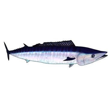 Wahoo Fish In Color