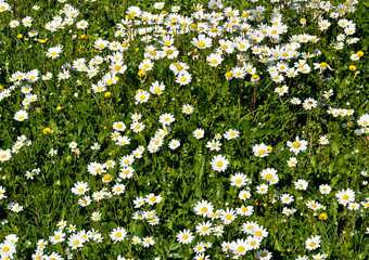 daisy flowers on meadow