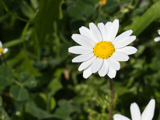 daisy flowers on garden
