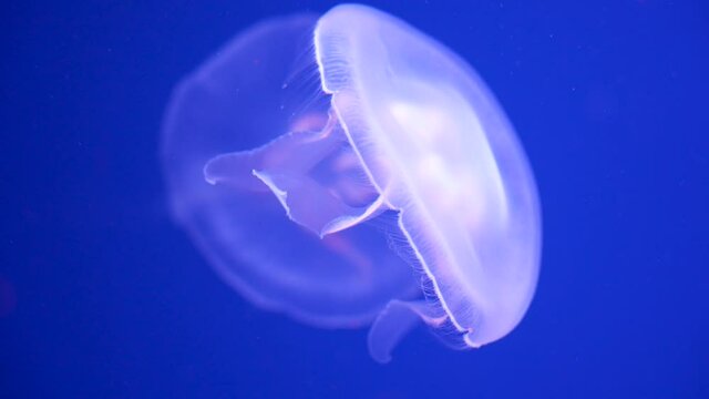 Glowing jellyfish swimming in aquarium