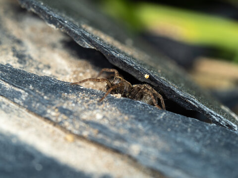 Wolf Spider. Sp Paradosa