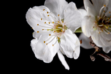 Fototapeta na wymiar close-up spring flower on a dark background