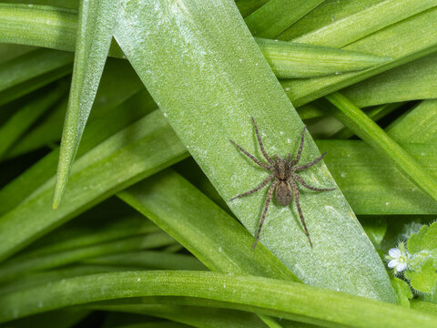Wolf Spider on a Bluebell Leaf. Sp Paradosa