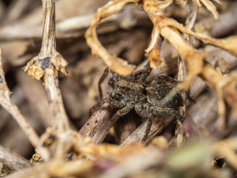 Wolf Spider Hiding in the Undergrowth. Sp Paradosa