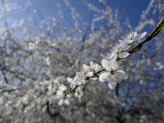 Blüte Obstbaum