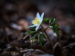 Buschwindr&ouml;schen im Dickicht
