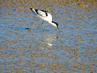 Pied Avocet Foraging with Open Beak