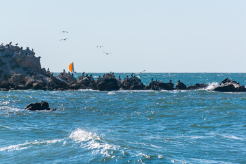 loons and gulls have chosen the amazing rocks on the shore of the Sea of Azov in the Kazantip...