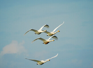 Flock of Whooper Swans Flying