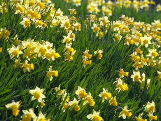 Feld mit Narzissen