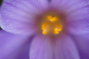 close-up of purple crocus in the morning