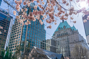 Vancouver city cherry blossom in beautiful full bloom, downtown buildings in the background....
