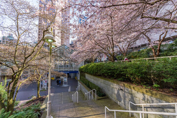 Cherry blossom in beautiful full bloom in Burrard Station, Art Phillips Park. Vancouver, BC, Canada.