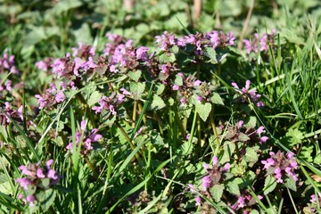 violet flowers in the grass