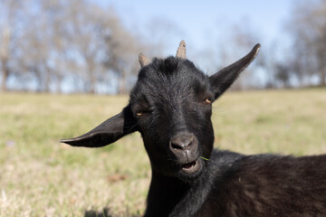 Goat ears blowing in the spring wind
