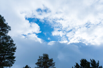 Green tree crowns view from below to the sky. Landscape, space for copying text
