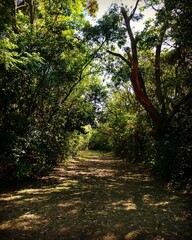 camino