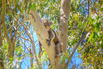 Adorable koala sleeping on a tree of eucalyptus in Yanchep National Park, Western Australia. Wild...