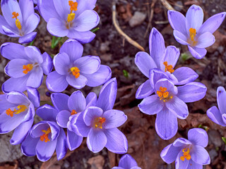 Spring purple crocuses bloom in the garden.
