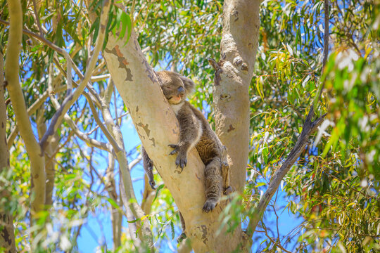 Adorable koala sleeping on a tree of eucalyptus in Yanchep National Park, Western Australia. Wild Koala outdoor in the wilderness.