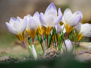 Spring crocuses bloom in the garden.