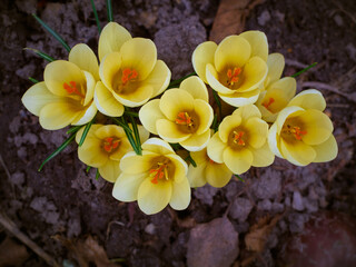 Spring yellow crocuses bloom in the garden.