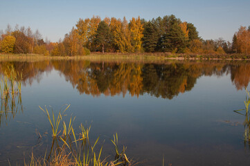Obraz premium River in the autumn forest on a Sunny day, trees are reflected in the water.