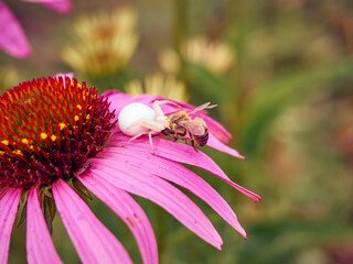 White widow spider (Latrodectus pallidus) caught a bee on flower of Echinacea