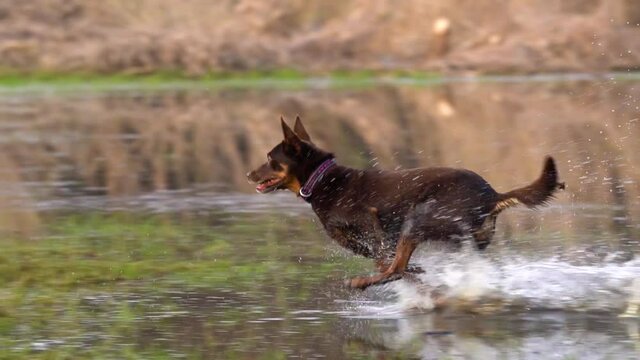 Australian kelpie female dog runs through shallow water covering a meadow in spring. Slow motion following shot.