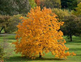 Beautiful tree with orange leaves in autumn